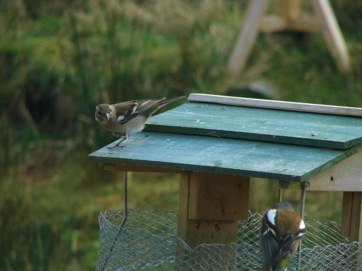 Clifden Wildflower Cottage - Clifden Countryside Lettings Bagian luar foto