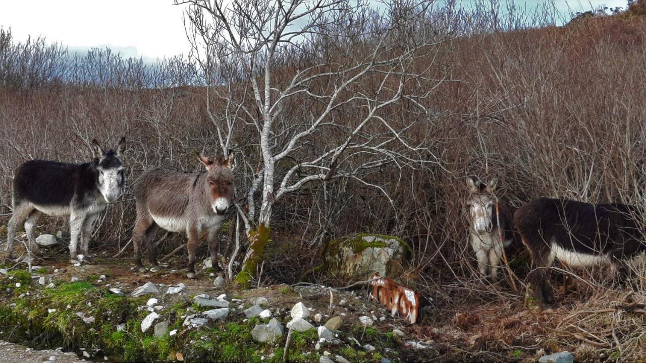 Clifden Wildflower Cottage - Clifden Countryside Lettings Bagian luar foto