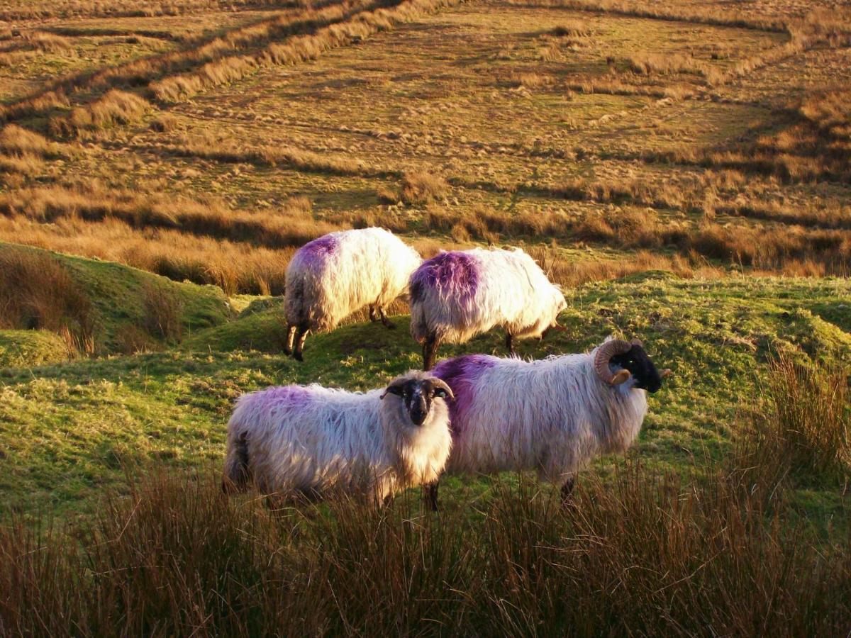 Clifden Wildflower Cottage - Clifden Countryside Lettings Bagian luar foto