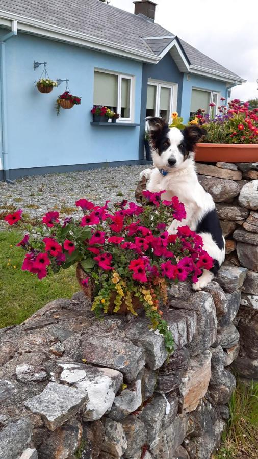 Clifden Wildflower Cottage - Clifden Countryside Lettings Bagian luar foto
